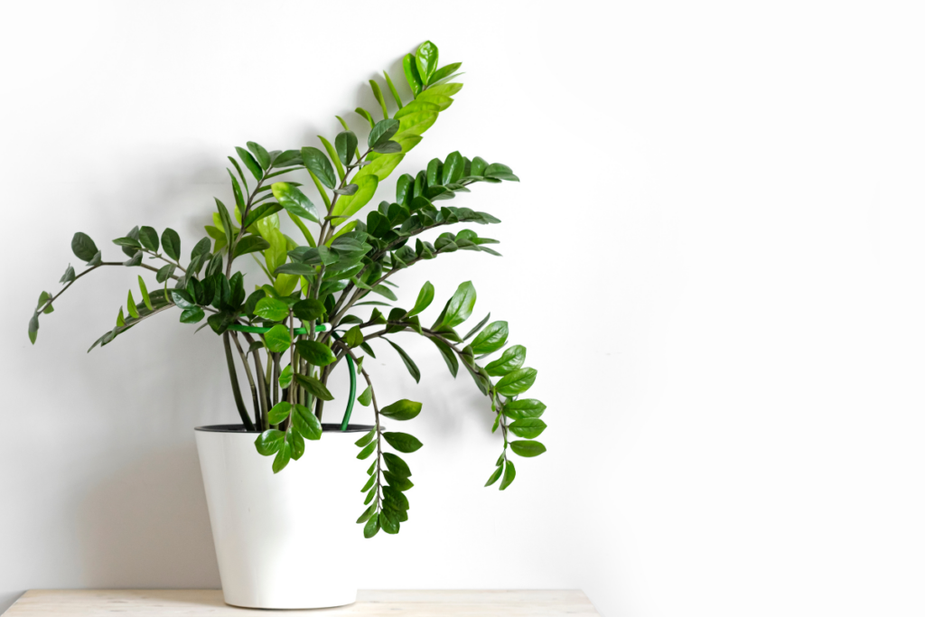 Menjalani Hari dengan Kesadaran Lembut dan Ritme yang Selaras