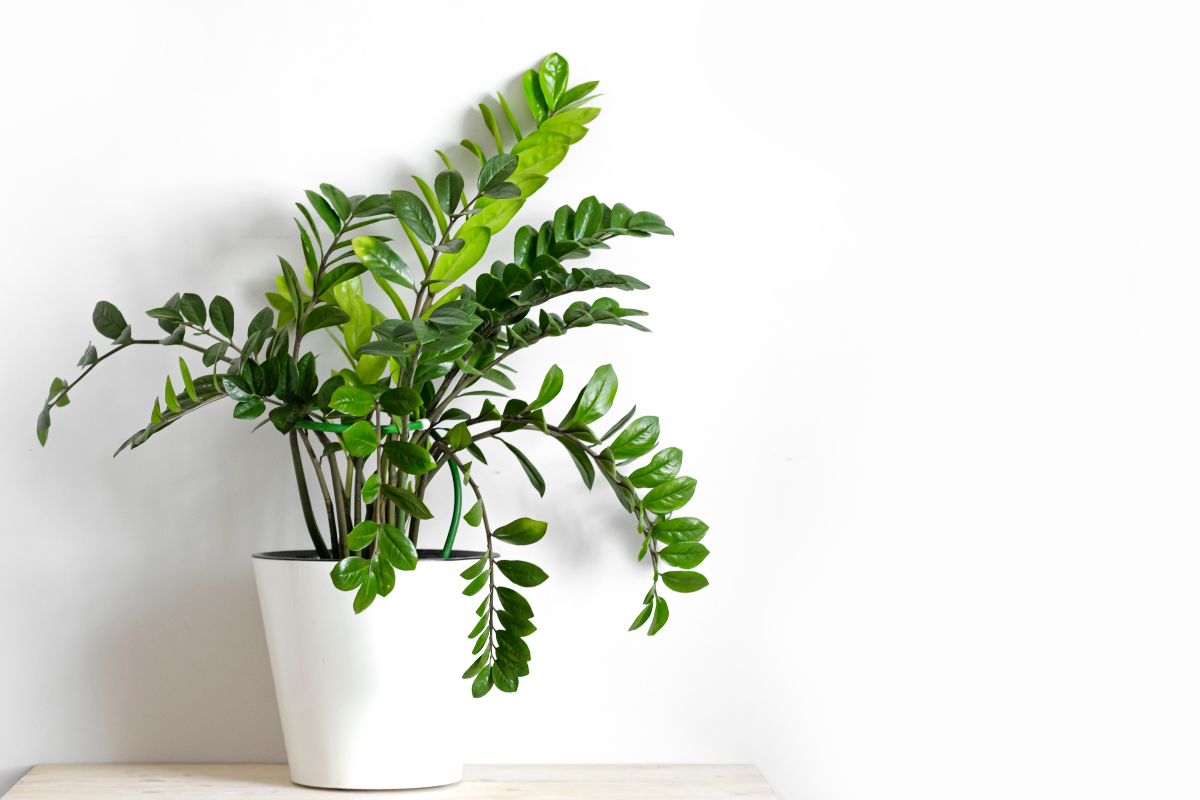 Menjalani Hari dengan Kesadaran Lembut dan Ritme yang Selaras